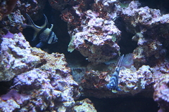 Killikus&reg; Fotographie